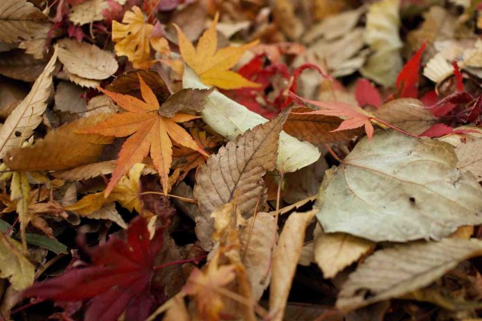 Novembre